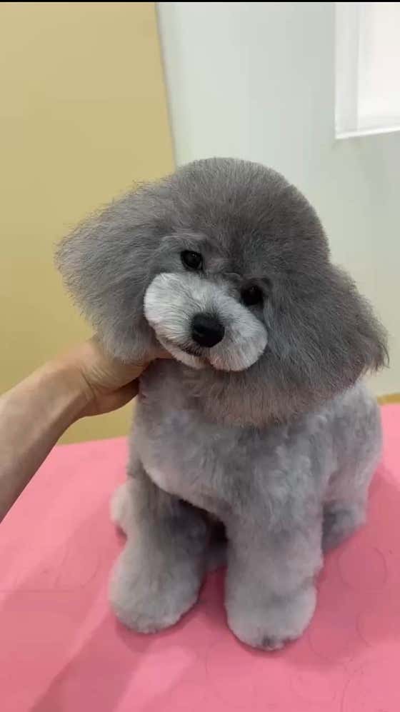 후와후와 · 네이버 지도·플레이스 5