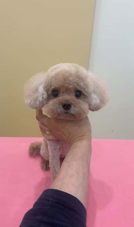후와후와 · 네이버 지도·플레이스 2