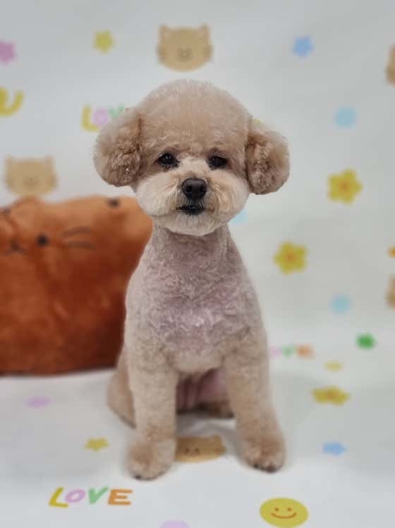 버블펫 · 네이버 지도·플레이스 3