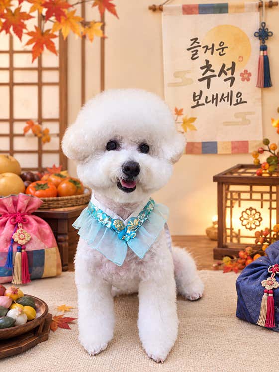 더도그살롱 탄현점 · 네이버 지도·플레이스 2