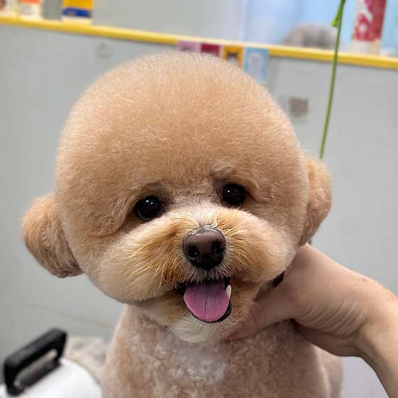 개좋다냥