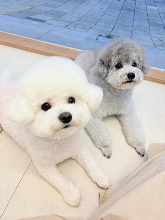 헬로퍼피 · 네이버 지도·플레이스 2