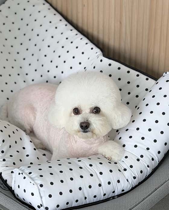 그루밍온결