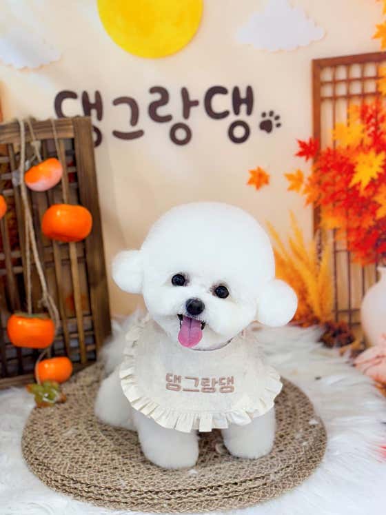 댕그랑댕 애견미용실
