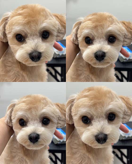 솜뭉치살롱 · 네이버 지도·플레이스 2