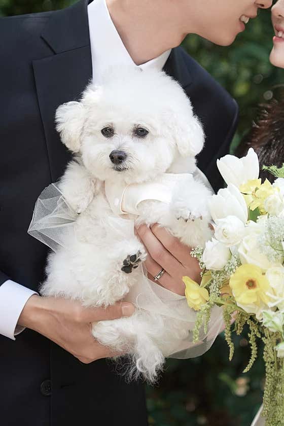 강아지 미용실 왈로하그루밍