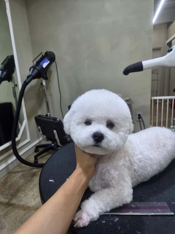 또보개 · 네이버 지도·플레이스 8