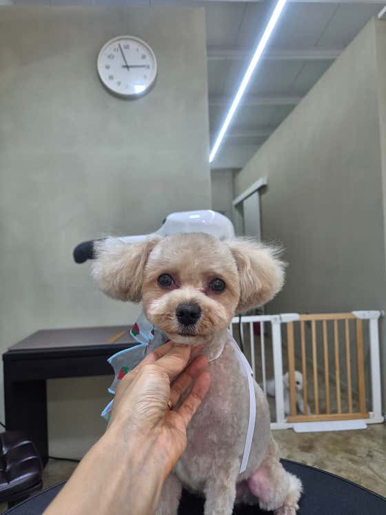 또보개 · 네이버 지도·플레이스 9