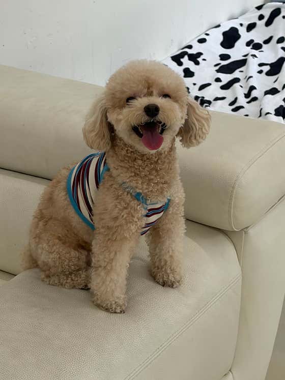 포인애견호텔 · 네이버 지도·플레이스 4