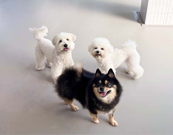 애견유치원 왈스 강서점 반려견교육 · 네이버 지도·플레이스 9