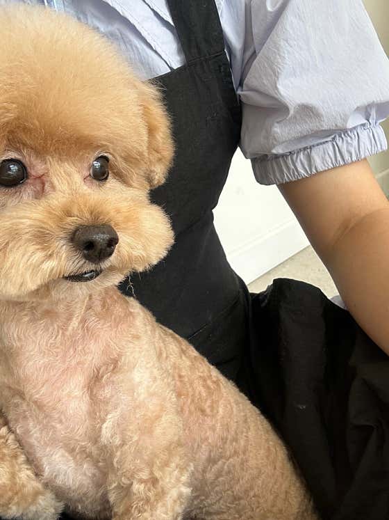 뽀송댕 애견미용 · 네이버 지도·플레이스 9