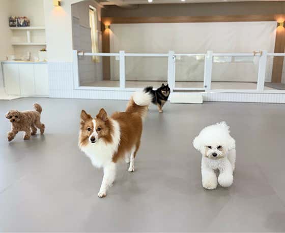 애견유치원 왈스 강서점 반려견교육 · 네이버 지도·플레이스 5