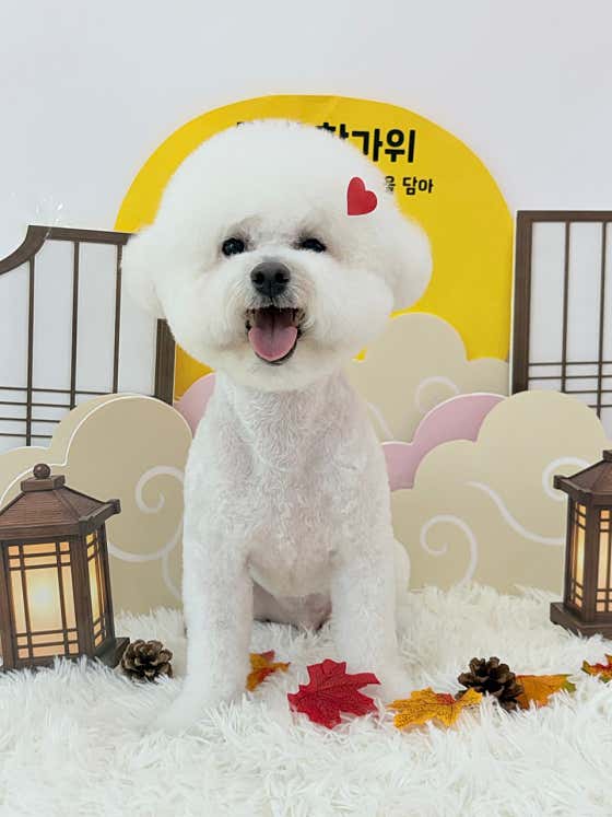 댕뽀까 경산애견미용