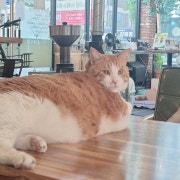 국산소주(참이슬/진로/새로/린) 메뉴 사진(네이버)