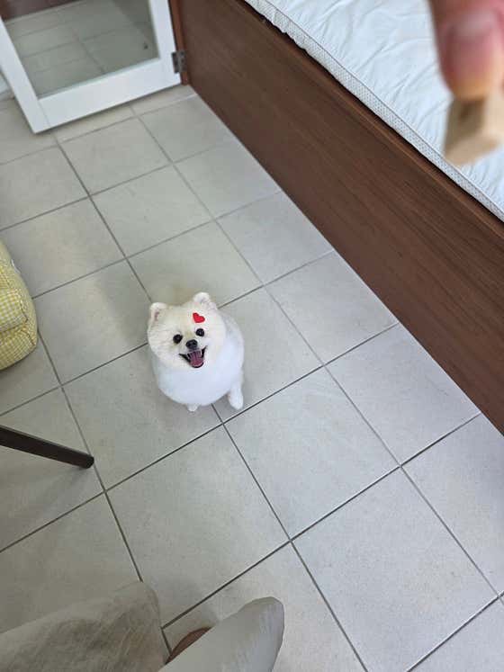 꼬리빗 · 네이버 지도·플레이스 7