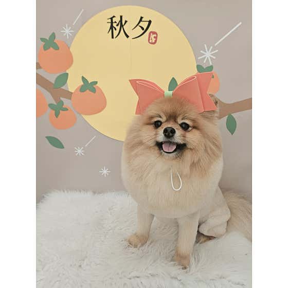 봄댕 애견미용실 · 네이버 지도·플레이스 3