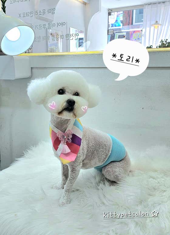 키티펫살롱 · 네이버 지도·플레이스 5