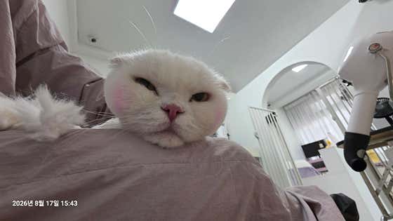 묘약고양이미용실 · 네이버 지도·플레이스 6