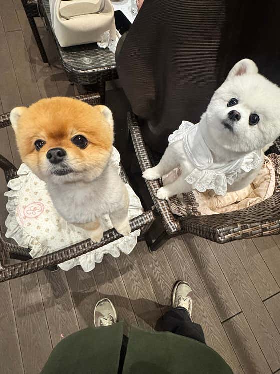 애견동반식당 라스트32