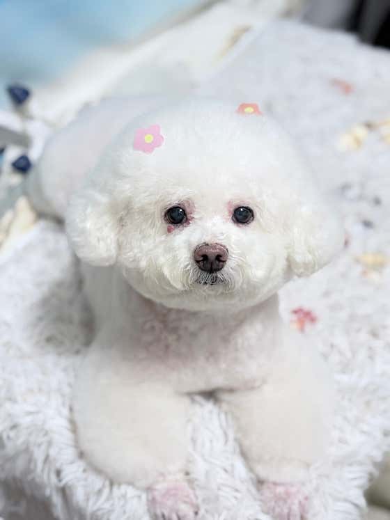 캉스펫 애견미용 부천점 · 네이버 지도·플레이스 7