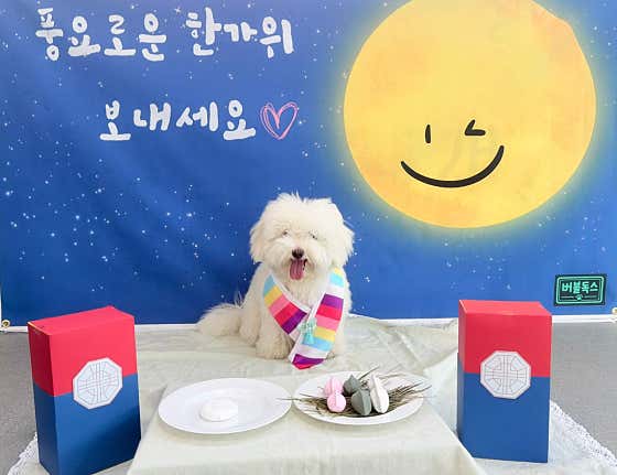 버블독스 부평공원점 · 네이버 지도·플레이스 4