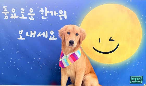 버블독스 부평공원점