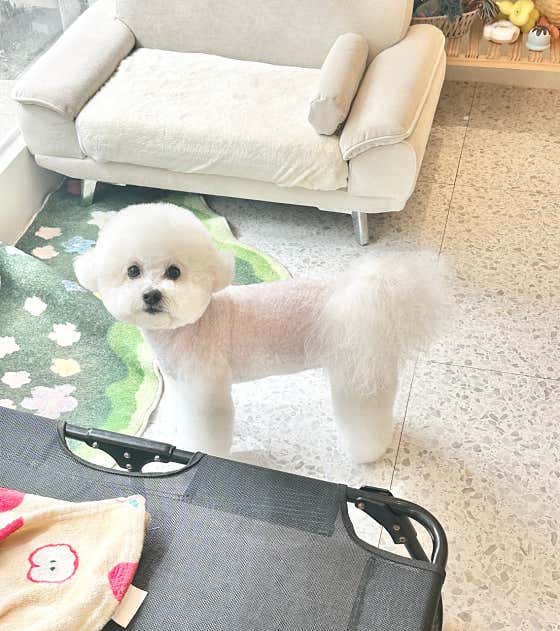 반하리 애견미용실 · 네이버 지도·플레이스 2
