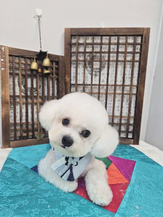 펫블랑 · 네이버 지도·플레이스 2