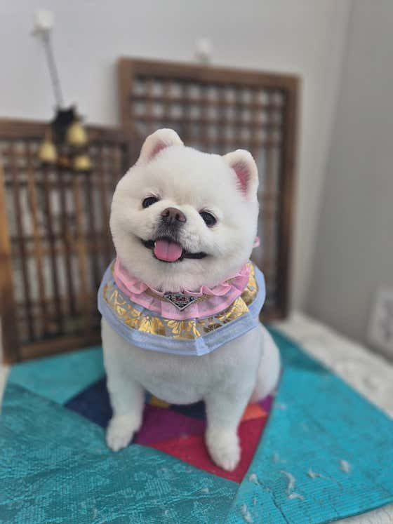 펫블랑