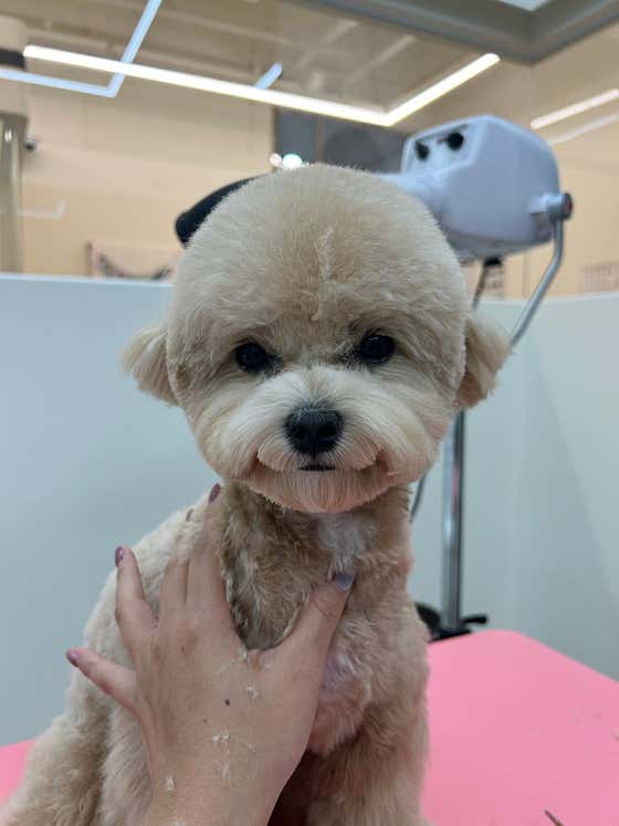 펠리크독 · 네이버 지도·플레이스 5