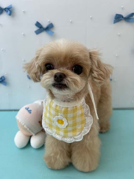플러피독 애견미용실 · 네이버 지도·플레이스 5