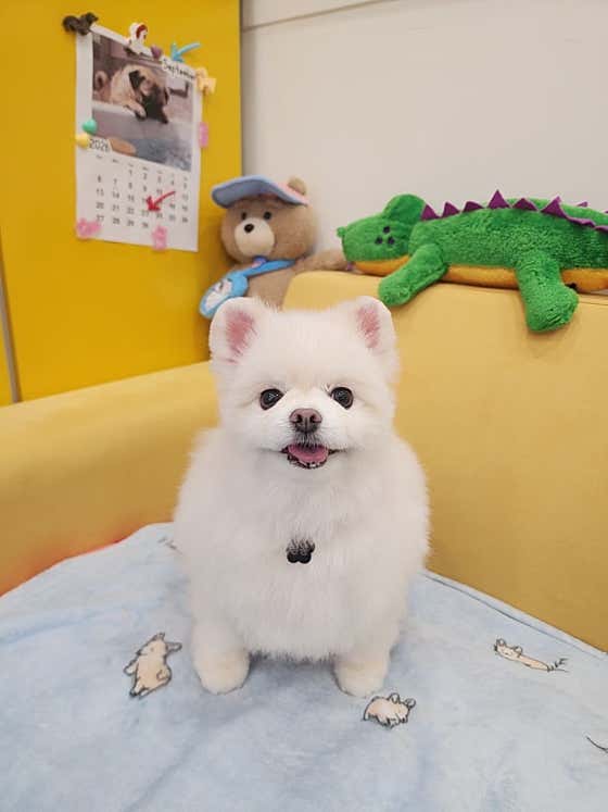 뚱샵