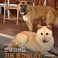 펫터니아 하우스 · 네이버 지도·플레이스 5