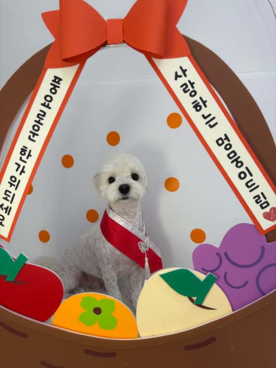 멍멍살롱 · 네이버 지도·플레이스 2