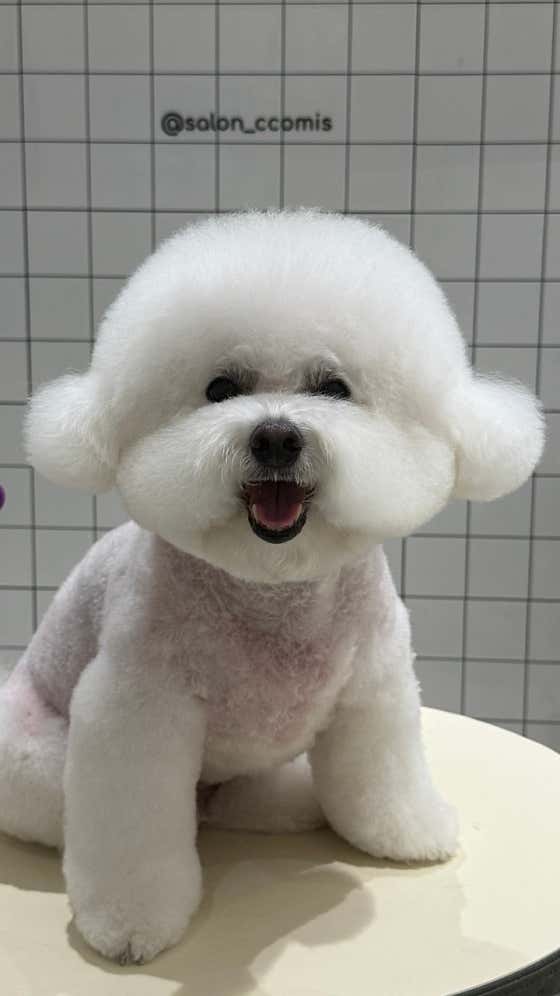 살롱꼬미S · 네이버 지도·플레이스 2