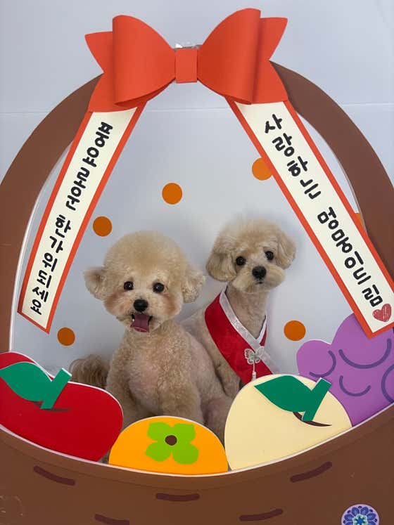 멍멍살롱 · 네이버 지도·플레이스 9