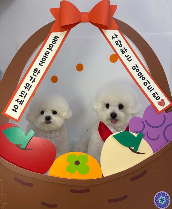 멍멍살롱 · 네이버 지도·플레이스 7