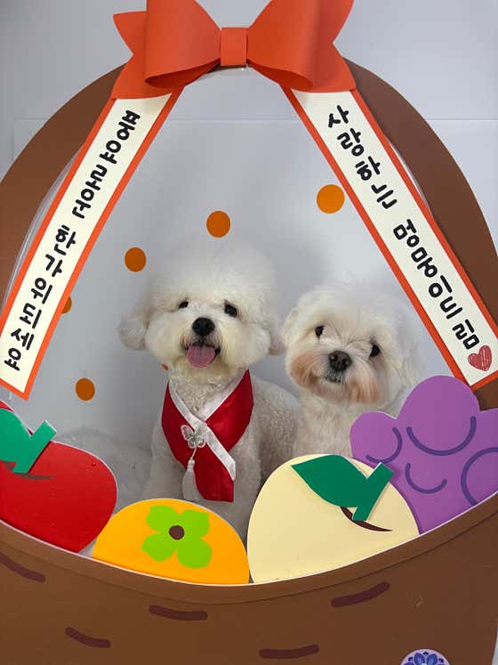 멍멍살롱 · 네이버 지도·플레이스 4