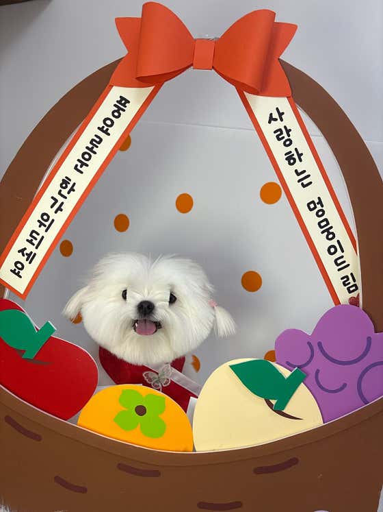 멍멍살롱 · 네이버 지도·플레이스 5