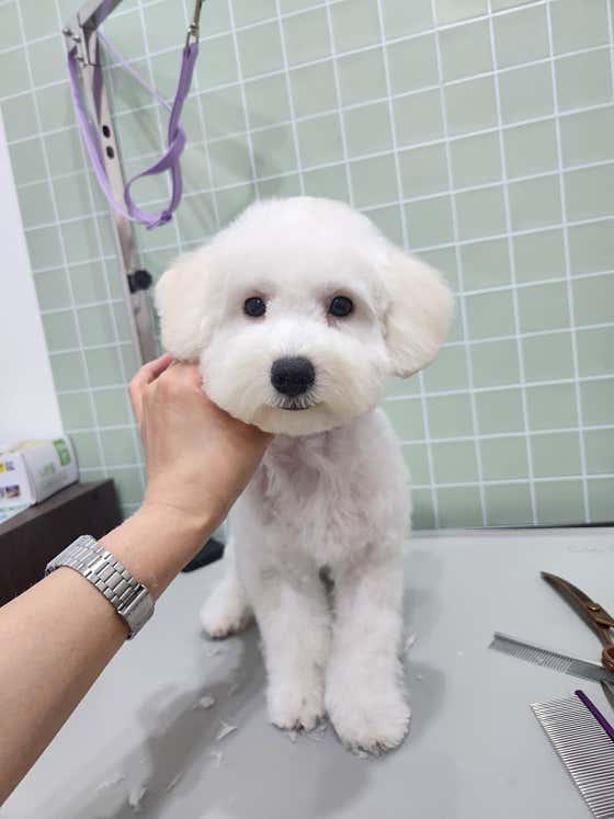 반디멍 애견미용 호텔 돌봄 · 네이버 지도·플레이스 7