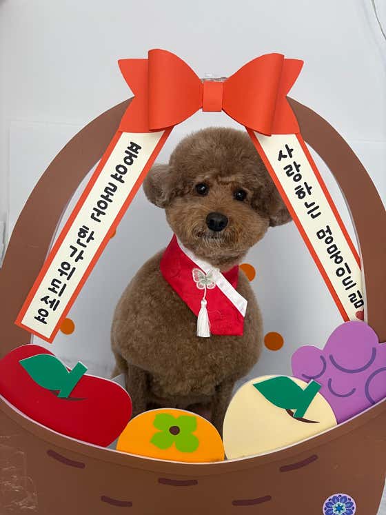 멍멍살롱 · 네이버 지도·플레이스 6