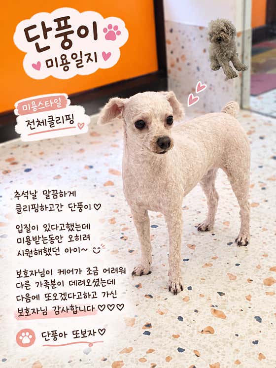 방긋방긋애견미용실 · 네이버 지도·플레이스 9