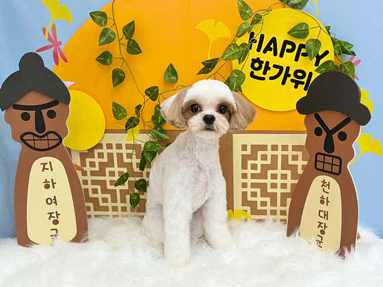 솜뭉치 · 네이버 지도·플레이스 3