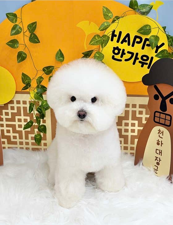 솜뭉치 · 네이버 지도·플레이스 2