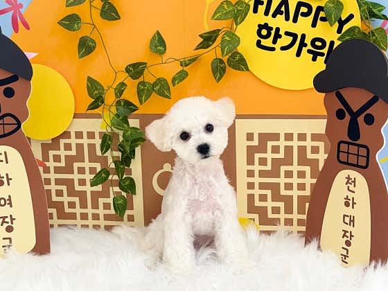 솜뭉치 · 네이버 지도·플레이스 4