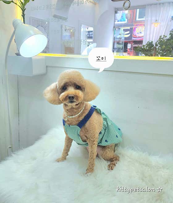 키티펫살롱 · 네이버 지도·플레이스 2