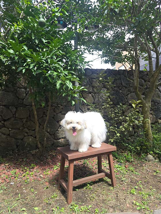 더루시제주애견동반숙소 · 네이버 지도·플레이스 3