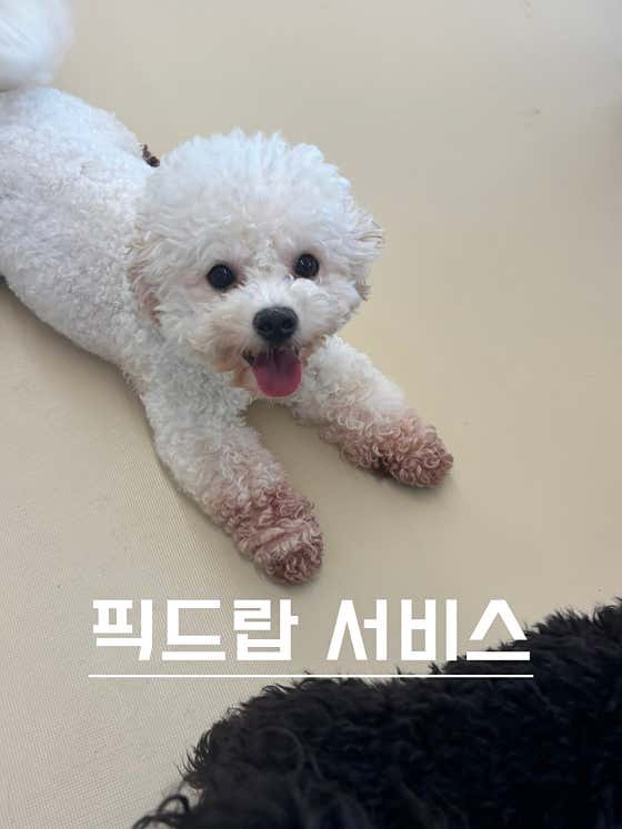 네발클로버 애견유치원&호텔&미용 · 네이버 지도·플레이스 7