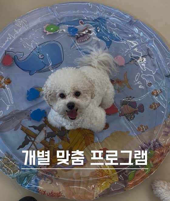 네발클로버 애견유치원&호텔&미용 · 네이버 지도·플레이스 5