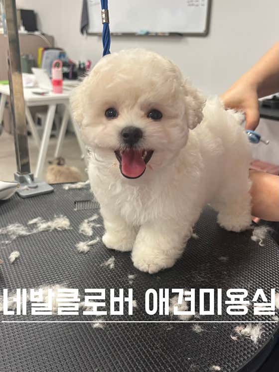 네발클로버 애견유치원&호텔&미용 · 네이버 지도·플레이스 9